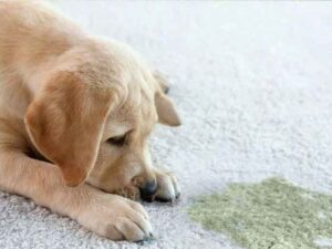 How Carpet Cleaners Address Pet Stains