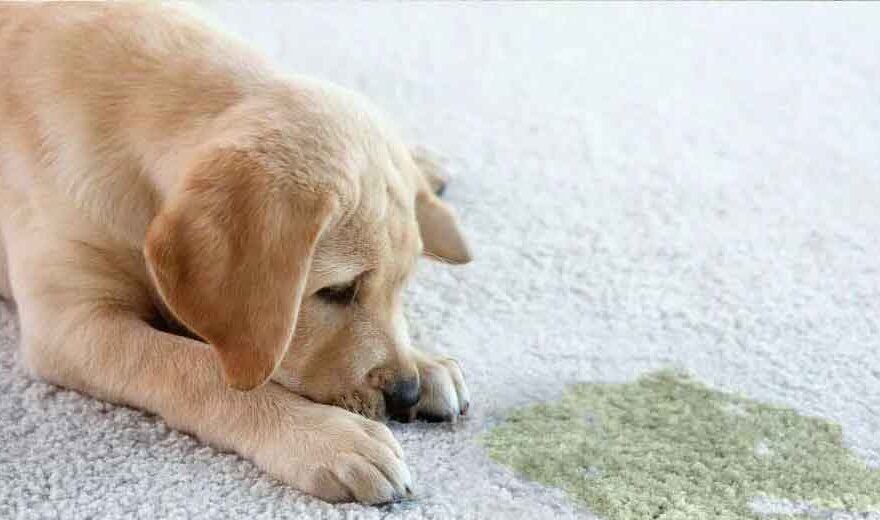 How Carpet Cleaners Address Pet Stains