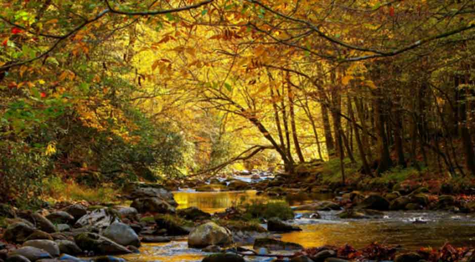 The Ultimate Smoky Mountains Nature Retreat: What to Do in Gatlinburg