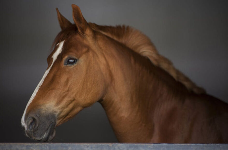 Why Kentucky Loves Horses So Much