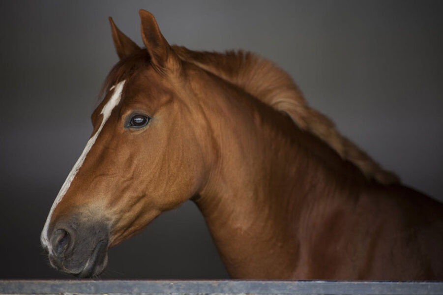 Why Kentucky Loves Horses So Much