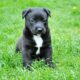 7 Things First-Time Pet Owners Always Forget