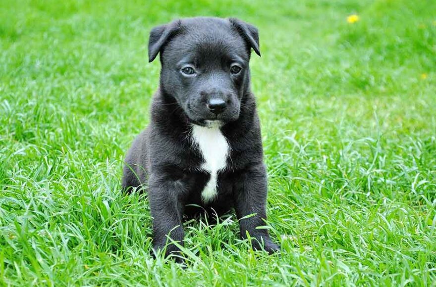 7 Things First-Time Pet Owners Always Forget