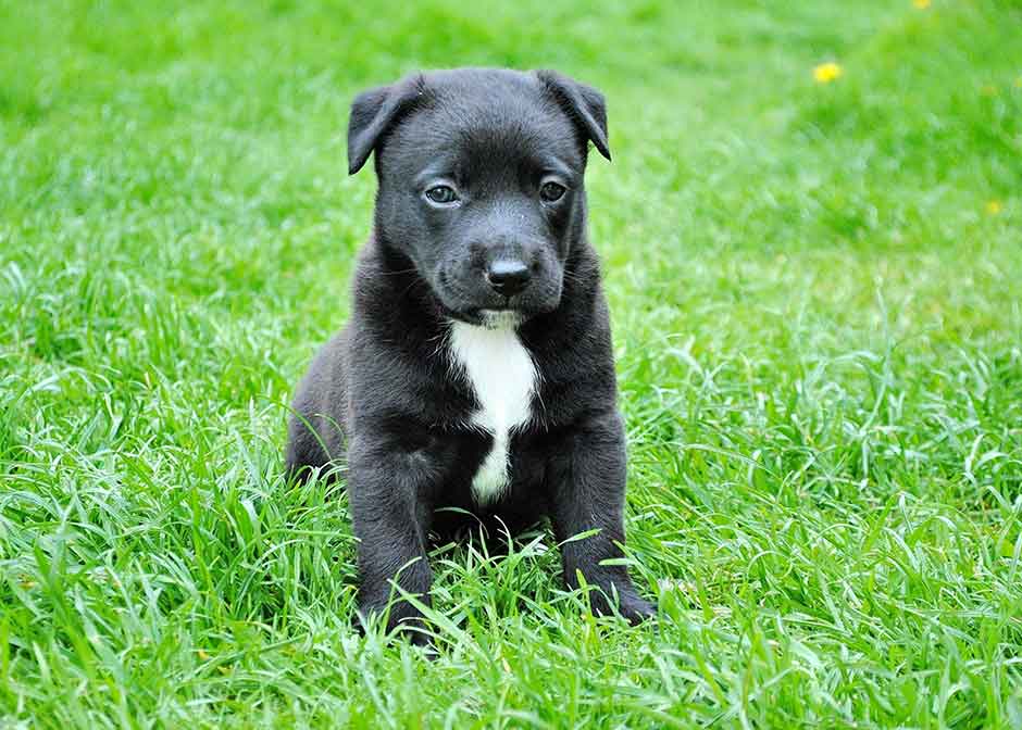 7 Things First-Time Pet Owners Always Forget