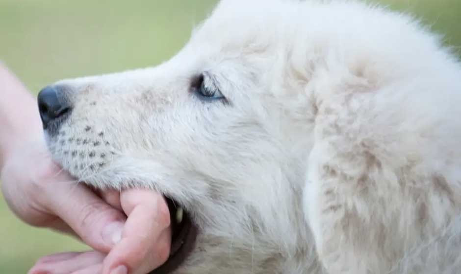Kansas City Dog Bite Victim