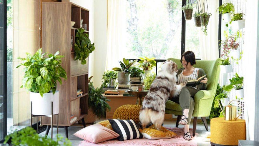 5 Easy Houseplants That Instantly Upgrade Your Living Space