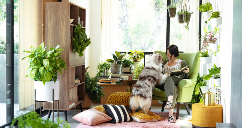 5 Easy Houseplants That Instantly Upgrade Your Living Space